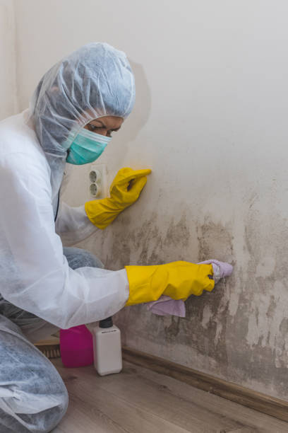 Professional Mold Removal in Elysburg, PA
